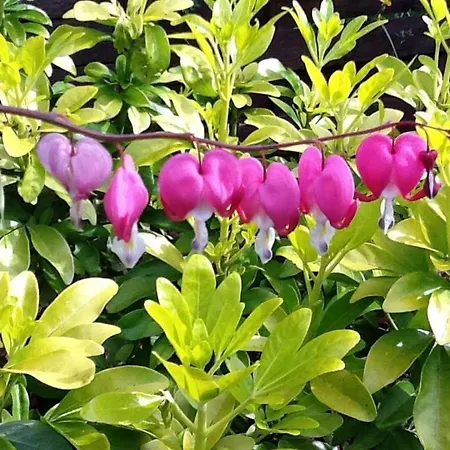 L'attrape Coeurs Πανσιόν Mantilly