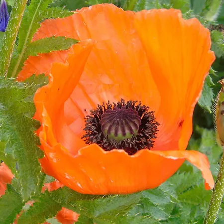 L'attrape Coeurs Πανσιόν