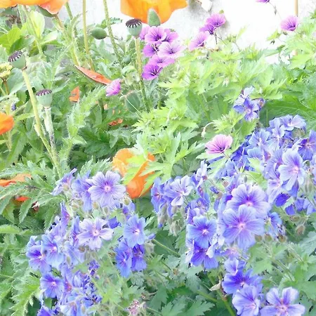 L'attrape Coeurs Πανσιόν 4*