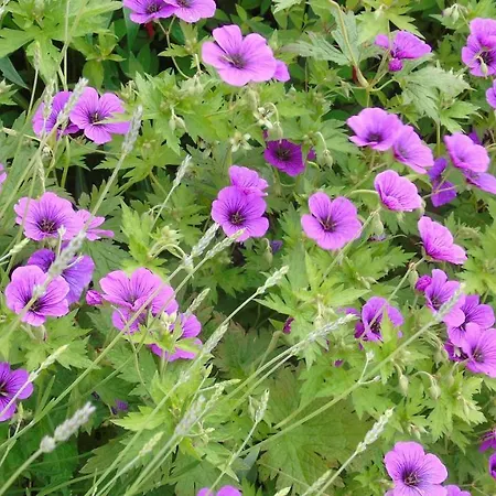 Πανσιόν L'attrape Coeurs 4*