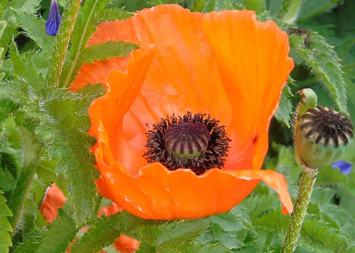 L'attrape Coeurs Πανσιόν