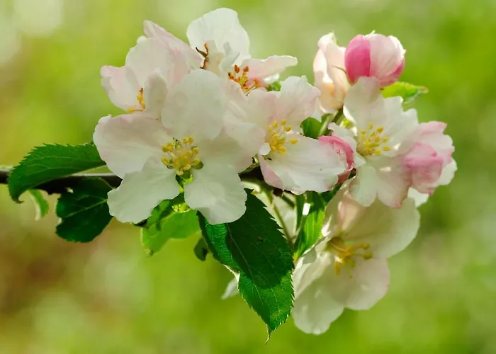 L'attrape Coeurs Πανσιόν 4*