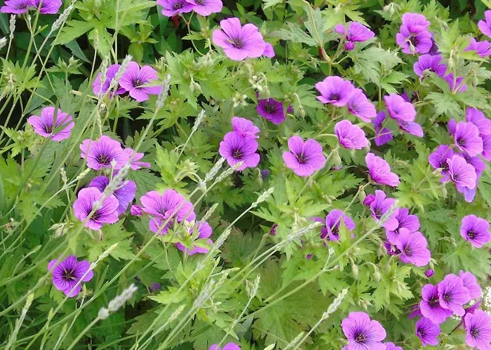 Πανσιόν L'attrape Coeurs 4*